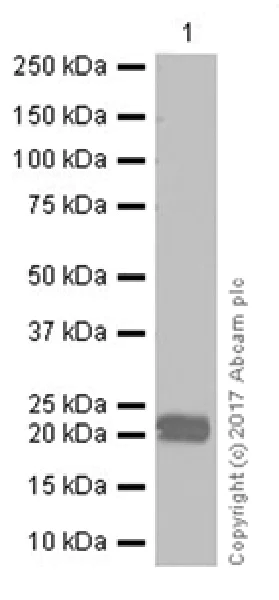 Western blot - Recombinant Rat IL-33 protein (AB207126)