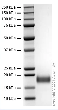 SDS-PAGE - Recombinant rat IL-4 protein (Active) (AB282395)