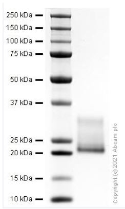SDS-PAGE - Recombinant rat IL-6 protein (Active) (AB281812), expandable thumbnail
