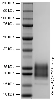 SDS-PAGE - Recombinant Rat IL-7 Protein (Active) (AB290092)