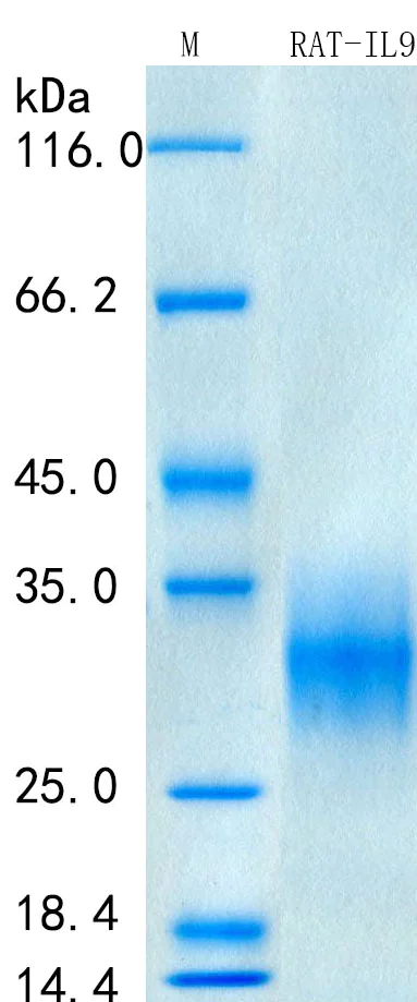 SDS-PAGE - Recombinant Rat IL-9 Protein Standard (His tag) (AB316540)