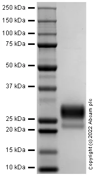 SDS-PAGE - Recombinant Rat IL3 Protein (Active) (AB290083)