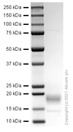 SDS-PAGE - Recombinant rat Interferon gamma protein (Active) (AB280340)