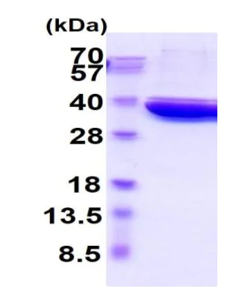 SDS-PAGE - Recombinant rat Lactate Dehydrogenase protein (Active) (His tag C-Terminus) (AB222427)