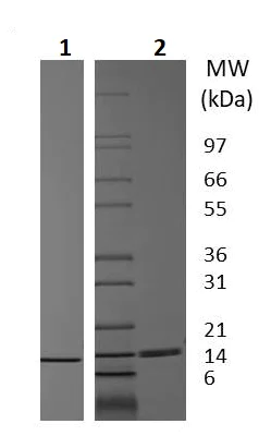 SDS-PAGE - Recombinant rat Leptin protein (Active) (AB256240)