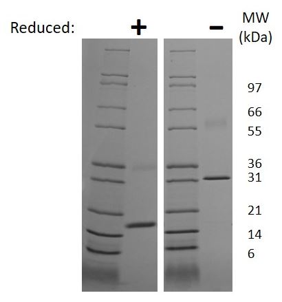 Recombinant rat M-CSF protein (Active)