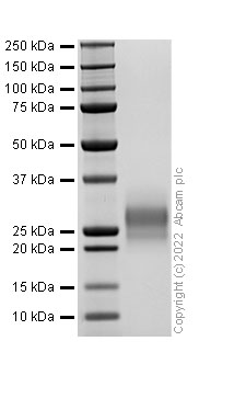 SDS-PAGE - Recombinant Rat M-CSF Protein (Active) (AB307410), expandable thumbnail