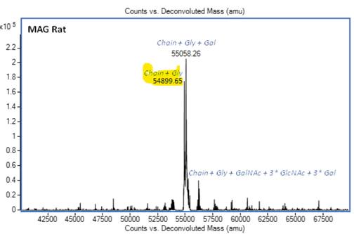 Mass Spectrometry - Recombinant Rat MAG Protein (AB288812)
