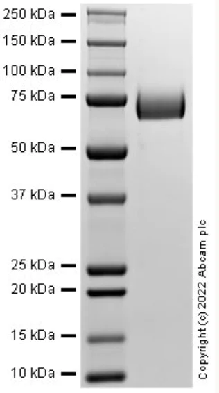 SDS-PAGE - Recombinant Rat MAG Protein (AB288812)