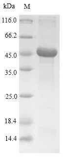 SDS-PAGE - Recombinant Rat Mast Cell Tryptase protein (Tagged) (AB237003)