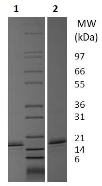 SDS-PAGE - Recombinant rat MCP1 protein (Active) (AB256242), expandable thumbnail