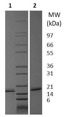 SDS-PAGE - Recombinant rat MCP1 protein (Active) (AB256242)