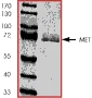 SDS-PAGE - Recombinant rat Met (c-Met) protein (AB60334)