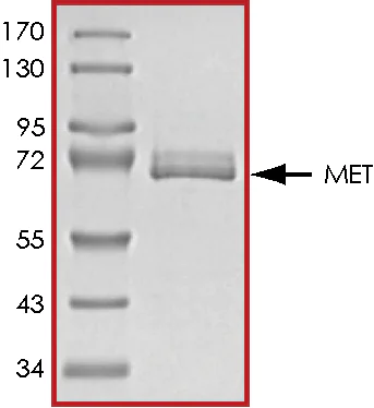 SDS-PAGE - Recombinant rat Met (c-Met) protein (AB60334)