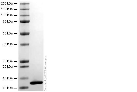 SDS-PAGE - Recombinant Rat MIP-1 alpha/CCL3 Protein (His-tag) (AB317879)