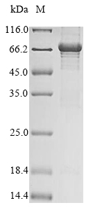 SDS-PAGE - Recombinant Rat Mitofilin protein (AB289748)