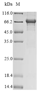 SDS-PAGE - Recombinant Rat Mitofilin protein (AB289748)