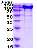 SDS-PAGE - Recombinant Rat Neuropilin 1 protein (His tag C-Terminus) (AB219291)