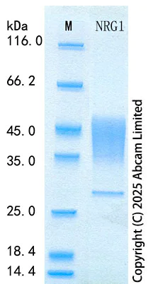SDS-PAGE - Recombinant Rat NRG1 Protein Standard (His tag) (AB316537)