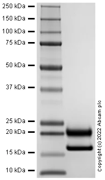 SDS-PAGE - Recombinant Rat PDGF AA protein (Active) (AB288823)