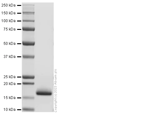 SDS-PAGE - Recombinant Rat PDGF B Protein (AB310796)