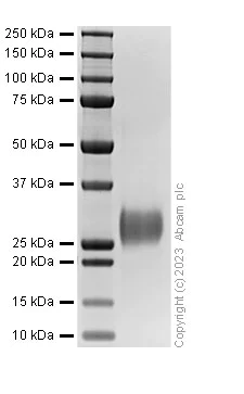 SDS-PAGE - Recombinant Rat PLGF Protein (AB313696)