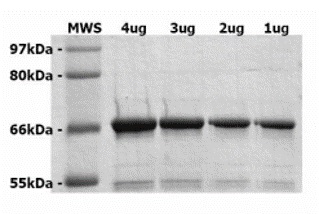 SDS-PAGE - Recombinant Rat Progerin protein (AB93917)