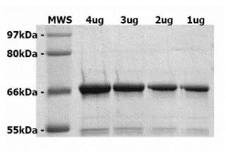 SDS-PAGE - Recombinant Rat Progerin protein (AB93917)