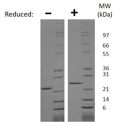 SDS-PAGE - Recombinant rat Prolactin/PRL protein (Active) (AB269197), expandable thumbnail