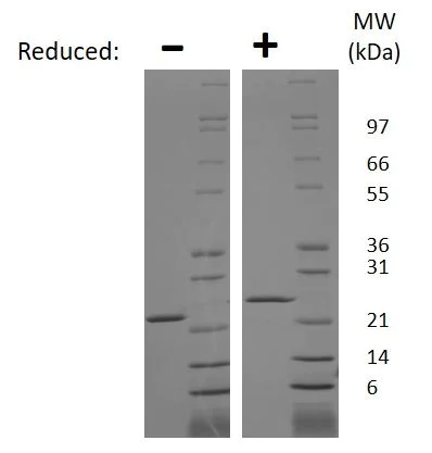 SDS-PAGE - Recombinant rat Prolactin/PRL protein (Active) (AB269197)