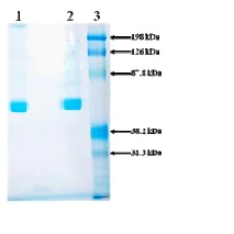 SDS-PAGE - Recombinant Rat Prorenin protein (AB92748)