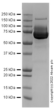 SDS-PAGE - Recombinant Rat RAGE protein (Fc Chimera) (AB307188), expandable thumbnail