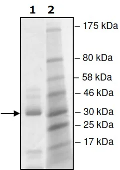 SDS-PAGE - Recombinant rat Renin protein (Active) (His tag C-Terminus) (AB198117)
