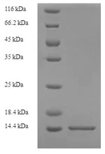 SDS-PAGE - Recombinant Rat S100A8 protein (His tag) (AB226448)