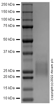 SDS-PAGE - Recombinant Rat SCF Protein (Active) (AB290071)