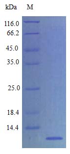 SDS-PAGE - Recombinant rat SDF1 protein (Active) (AB243782), expandable thumbnail