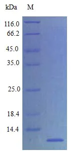 SDS-PAGE - Recombinant rat SDF1 protein (Active) (AB243782)