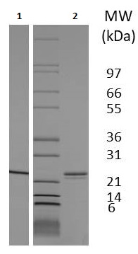 SDS-PAGE - Recombinant Rat Sonic Hedgehog protein (AB233664), expandable thumbnail
