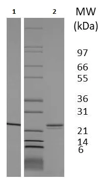 SDS-PAGE - Recombinant Rat Sonic Hedgehog protein (AB233664)