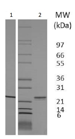 SDS-PAGE - Recombinant Rat Sonic Hedgehog protein (Animal Free) (AB233674)