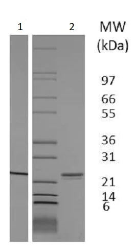 SDS-PAGE - Recombinant Rat Sonic Hedgehog protein (Animal Free) (AB233674)