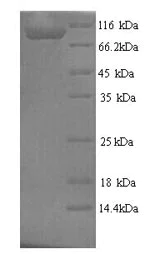 SDS-PAGE - Recombinant Rat Tau protein (His tag) (AB241266)