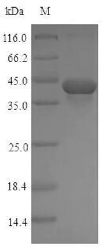 SDS-PAGE - Recombinant Rat TGF beta 1 protein (Tagged) (AB236341)