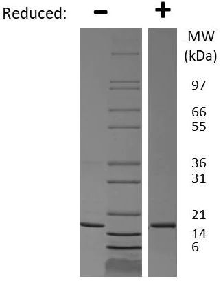 SDS-PAGE - Recombinant rat TNF alpha protein (Active) (AB269242)