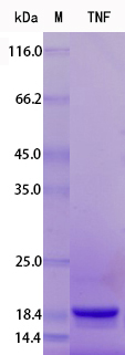 Recombinant Rat TNF alpha Protein Standard (His tag)