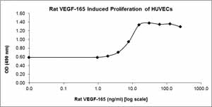 Functional Studies - Recombinant rat VEGFA protein (AB92846), expandable thumbnail