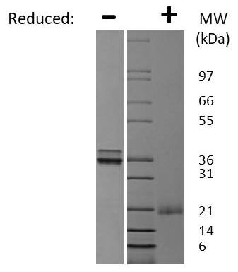 SDS-PAGE - Recombinant rat VEGFA protein (AB92846), expandable thumbnail