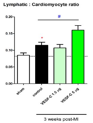 Recombinant rat VEGFC protein
