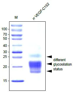 SDS-PAGE - Recombinant rat VEGFC protein (AB52146)