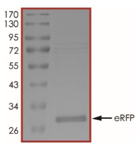 SDS-PAGE - Recombinant Red fluorescent protein eqFP611 (His tag) (AB268535)